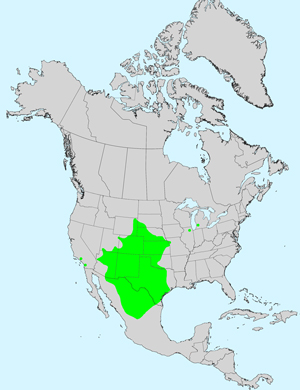 Hopi Tea Greenthread, Thelesperma megapotamicum: Click image for full size map.